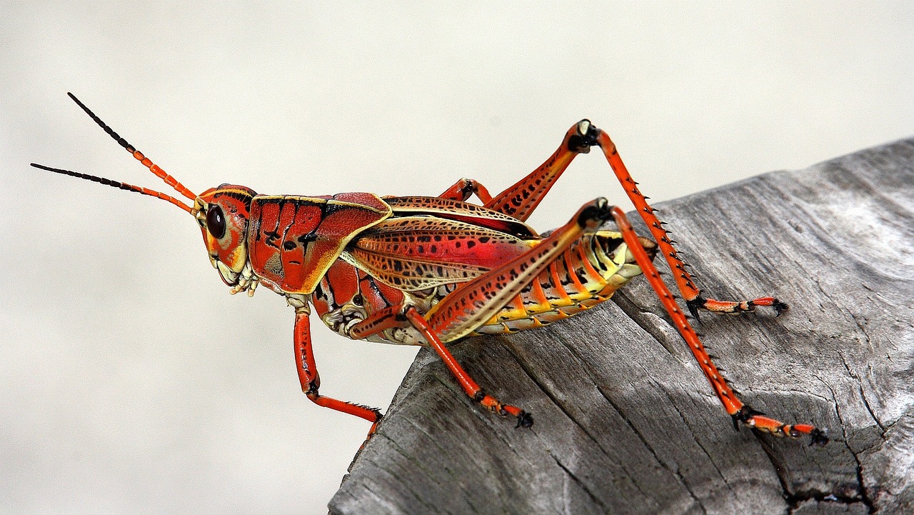 How to Make Your Own Organic Bug Spray